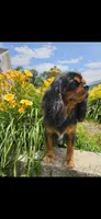 Ebony , a female Cavalier King Charles Spaniel for sale in Los Angeles, CA – Photo 2 of 3