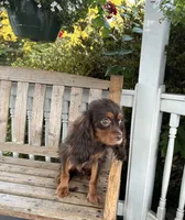 Dallas, a male Cavalier King Charles Spaniel for sale in South Lake Tahoe, CA – 2 of 5