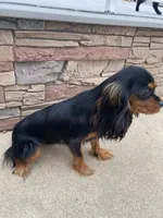 Buttercup, a female Cavalier King Charles Spaniel for sale in Temecula, CA – 6 of 6