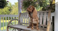 Little mousse , a male Cavalier King Charles Spaniel for sale in Big Bend, CA – 4 of 10