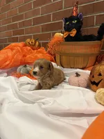 Boy2, a male Cavachon for sale in Tampa, FL – 7 of 7
