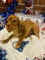 Little mousse , a male Cavalier King Charles Spaniel for sale in San Diego, CA – 2 of 5