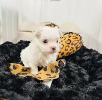 Smallest male, a male Maltese for sale in Tampa, FL – 6 of 7