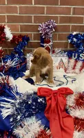 Dallas, a male Cavalier King Charles Spaniel for sale in Las Vegas, NV – Photo 1 of 2