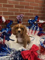 Dallas, a male Cavalier King Charles Spaniel for sale in Las Vegas, NV – Photo 2 of 2