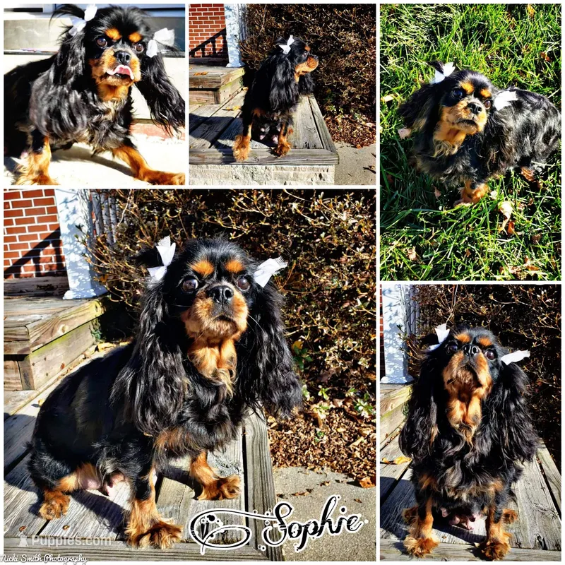 3 older girls, a female Cavalier King Charles Spaniel for sale in Los Angeles, CA – Photo 1 of 2