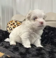 Male, a male Maltese for sale in Tampa, FL – 7 of 8