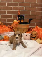 Boy2, a male Cavachon for sale in Tampa, FL – 2 of 7