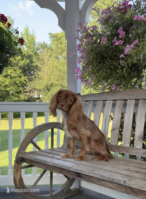 Little mousse  – Cavalier King Charles Spaniel puppy for sale in Big Bend, CA