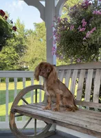 Little mousse , a male Cavalier King Charles Spaniel for sale in Big Bend, CA – 1 of 10