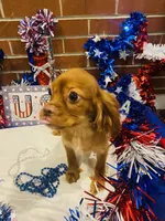 Little mousse , a male Cavalier King Charles Spaniel for sale in San Diego, CA – 4 of 5