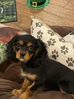 Aspen, a female Cavalier King Charles Spaniel for sale in Los Angeles, CA – Photo 3 of 5