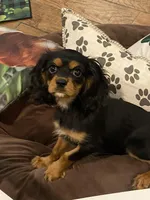 Aspen, a female Cavalier King Charles Spaniel for sale in Los Angeles, CA – Photo 2 of 5