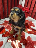 Aspen, a female Cavalier King Charles Spaniel for sale in Los Angeles, CA – Photo 1 of 8