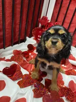Aspen, a female Cavalier King Charles Spaniel for sale in Los Angeles, CA – Photo 5 of 8