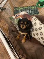 Aspen, a female Cavalier King Charles Spaniel for sale in Los Angeles, CA – Photo 4 of 5