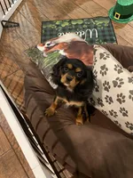 Aspen, a female Cavalier King Charles Spaniel for sale in Los Angeles, CA – Photo 5 of 5