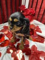 Aspen, a female Cavalier King Charles Spaniel for sale in Los Angeles, CA – Photo 8 of 8