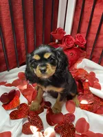 Aspen, a female Cavalier King Charles Spaniel for sale in Los Angeles, CA – Photo 7 of 8