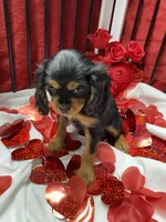 Aspen, a female Cavalier King Charles Spaniel for sale in Los Angeles, CA – Photo 3 of 8