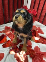 Aspen, a female Cavalier King Charles Spaniel for sale in Los Angeles, CA – Photo 4 of 8