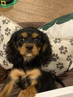 Aspen, a female Cavalier King Charles Spaniel for sale in Los Angeles, CA – Photo 1 of 5