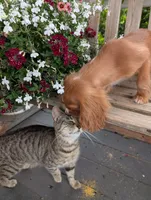 Dallas, a male Cavalier King Charles Spaniel for sale in Temecula, CA – 6 of 8