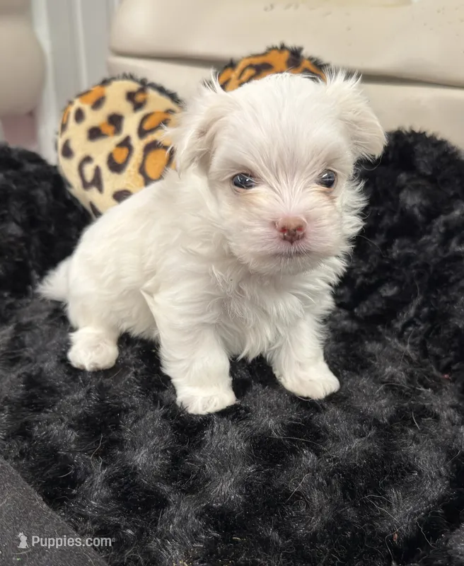Male – Maltese puppy for sale in Tampa, FL