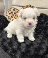 Male, a male Maltese for sale in Tampa, FL – 1 of 8