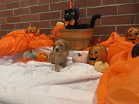 Girl , a female Cavachon for sale in Tampa, FL – 2 of 6