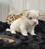 Male, a male Maltese for sale in Tampa, FL – 3 of 8