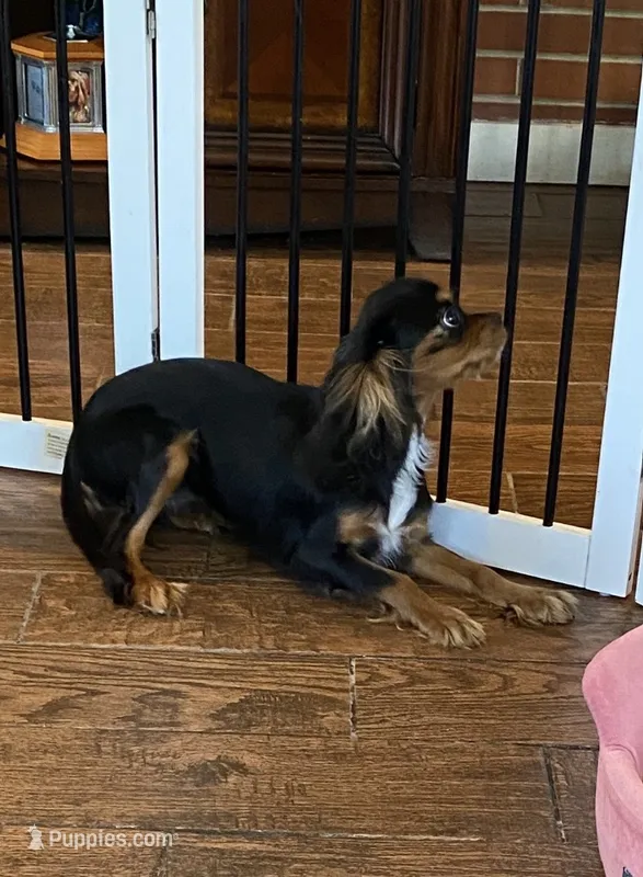 Anastasia – Cavalier King Charles Spaniel puppy for sale in Big Bend, CA