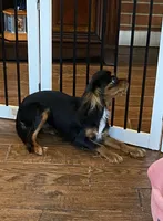 Anastasia, a female Cavalier King Charles Spaniel for sale in Big Bend, CA – 1 of 7