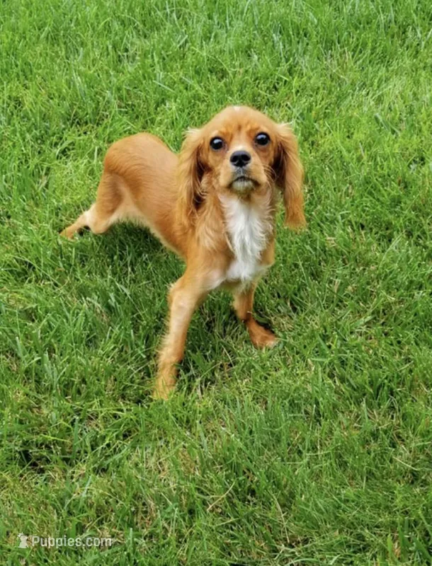 Jackson, a male Cavalier King Charles Spaniel for sale in Los Angeles, CA – Photo 1 of 4