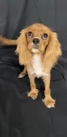 Jackson, a male Cavalier King Charles Spaniel for sale in Los Angeles, CA – Photo 3 of 4