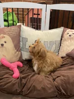 Princess Lilly, a female Maltese and Poodle - Toy  for sale in Los Angeles, CA – Photo 3 of 5