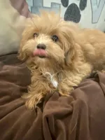 Princess Lilly, a female Maltese and Poodle - Toy  for sale in Los Angeles, CA – Photo 2 of 5
