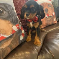 Calvin, a male Cavalier King Charles Spaniel for sale in Los Angeles, CA – Photo 2 of 6