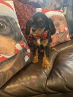 Calvin, a male Cavalier King Charles Spaniel for sale in Los Angeles, CA – Photo 2 of 6