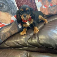 Calvin, a male Cavalier King Charles Spaniel for sale in Los Angeles, CA – Photo 6 of 6