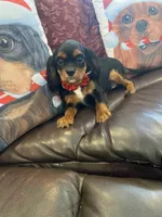 Calvin, a male Cavalier King Charles Spaniel for sale in Los Angeles, CA – Photo 6 of 6