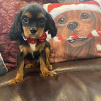 Calvin, a male Cavalier King Charles Spaniel for sale in Los Angeles, CA – Photo 3 of 6