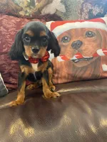 Calvin, a male Cavalier King Charles Spaniel for sale in Los Angeles, CA – Photo 3 of 6