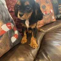 Calvin, a male Cavalier King Charles Spaniel for sale in Los Angeles, CA – Photo 5 of 6