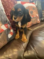 Calvin, a male Cavalier King Charles Spaniel for sale in Los Angeles, CA – Photo 5 of 6