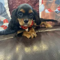 Calvin, a male Cavalier King Charles Spaniel for sale in Los Angeles, CA – Photo 1 of 6