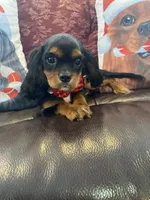 Calvin, a male Cavalier King Charles Spaniel for sale in Los Angeles, CA – Photo 1 of 6