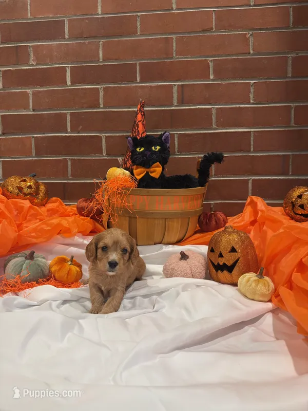 Girl  – Cavachon puppy for sale in Tampa, FL