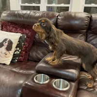 Choc Willie wonka, a male Cavalier King Charles Spaniel for sale in Los Angeles, CA – Photo 2 of 8