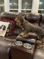 Choc Willie wonka, a male Cavalier King Charles Spaniel for sale in Los Angeles, CA – Photo 2 of 8